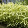 Kép 2/2 - Pleioblastus viridistriatus / Törpe csíkos bambusz