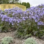 Kép 2/2 - Polemonium caeruleum 'Bressingham Purple' / Csatavirág