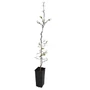 Kép 1/2 - Poncirus trifoliata 'Flying Dragon' / Vadcitrom