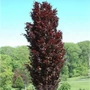 Kép 2/2 - Populus deltoides 'Purple Tower' / Vörös levelű oszlopos nyárfa