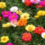 Kép 2/2 - Portulaca grandiflora 'Happy Hour Mix' / Porcsinrózsa