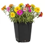 Kép 1/2 - Portulaca grandiflora 'Happy Hour Mix' / Porcsinrózsa