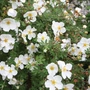 Kép 2/2 - Potentilla fruticosa 'Abbotswood' / Fehér virágú cserjés pimpó