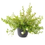 Kép 1/2 - Potentilla fruticosa 'Abbotswood' / Fehér virágú cserjés pimpó