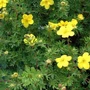 Kép 2/2 - Potentilla fruticosa 'Goldfinger' / Sárga virágú cserjés pimpó