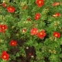 Kép 2/2 - Potentilla fruticosa 'Marian Red Robin' / Narancspiros virágú cserjés pimpó