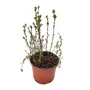 Kép 1/2 - Potentilla fruticosa 'Marian Red Robin' / Narancspiros virágú cserjés pimpó