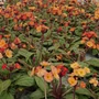 Kép 2/2 - Primula elatior 'Gold Nugget Apricot' / Tavaszi kankalin