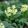 Kép 2/2 - Primula veris 'Bright Yellow' / Tavaszi kankalin