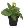 Kép 1/2 - Primula veris 'Bright Yellow' / Tavaszi kankalin