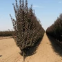 Kép 2/2 - Prunus cerasifera 'Purple Pointe' / Oszlopos vérszilva fa