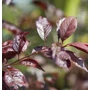 Kép 3/4 - Prunus cerasifera 'Hollywood' / Vérszilva fa