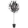 Kép 2/3 - Prunus cerasifera 'Nigra' / Vérszilva fa