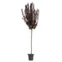 Kép 1/3 - Prunus cerasifera 'Hollywood' / Vérszilva fa