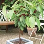 Kép 2/2 - Prunus cerasus 'Reinische Schattenmorelle' / 'Reinische Schattenmorelle' balkon meggyfa