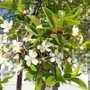 Kép 3/3 - Prunus fruticosa 'Globosa' / Gömb csepleszmeggy