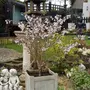 Kép 2/2 - Prunus incisa 'Kojo no mai' / Fuji díszcseresznye