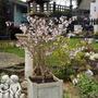 Kép 2/2 - Prunus incisa 'Kojo no mai' / Fuji díszcseresznye
