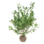 Kép 1/3 - Prunus laurocerasus 'Mano' / Törpe babérmeggy