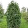 Kép 2/3 - Prunus laurocerasus 'Genolia' / Oszlopos babérmeggy