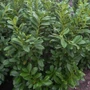 Kép 2/2 - Prunus laurocerasus 'Novita' / Babérmeggy