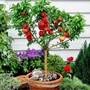 Kép 2/2 - Prunus persica 'Carla' / 'Carla' balkon őszibarackfa