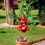 Kép 2/2 - Prunus persica 'Ipanema' / 'Ipanema' balkon őszibarackfa