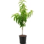 Kép 1/2 - Prunus persica 'Carla' / 'Carla' balkon őszibarackfa