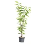 Kép 1/2 - Prunus serrulata 'Amanogawa' / Oszlopos japán díszcseresznye fa