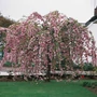 Kép 2/2 - Prunus serrulata 'Kiku Shidare Sakura' / Csüngő japán díszcseresznye