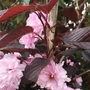 Kép 2/3 - Prunus serrulata 'Royal Burgundy' / Bordó levelű japán díszcseresznye