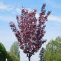 Kép 3/3 - Prunus serrulata 'Royal Burgundy' / Bordó levelű japán díszcseresznye