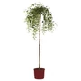 Kép 1/3 - Prunus subhirtella 'Pendula' / Fehér virágú csüngő ágú díszcseresznye