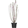 Kép 2/2 - Prunus triloba 'Multiplex' - Teltvirágú babarózsa