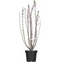 Kép 1/2 - Prunus triloba 'Multiplex' - Teltvirágú babarózsa