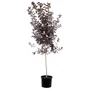 Kép 1/3 - Prunus virginiana 'Canada Red' / Vörös levelű májusfa, Virginiai zelnicemeggy