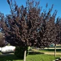 Kép 2/2 - Prunus virginiana 'Schubert' / Vörös levelű májusfa, Virginiai zelnicemeggy