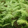 Kép 2/2 - Pteridium aquilinium / Saspáfrány