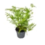 Kép 1/2 - Pteridium aquilinium / Saspáfrány