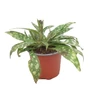 Kép 1/2 - Pulmonaria 'Raspberry Splash' / Tüdőfű