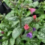 Kép 2/2 - Pulmonaria saccharata 'Silverado' / Tüdőfű
