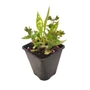 Kép 1/2 - Pulmonaria saccharata 'Silverado' / Tüdőfű