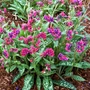 Kép 2/2 - Pulmonaria 'Raspberry Splash' / Tüdőfű