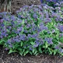 Kép 2/2 - Pulmonaria 'Trevi Founatin' / Tüdőfű