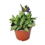 Kép 1/2 - Pulmonaria 'Trevi Founatin' / Tüdőfű