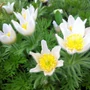 Kép 2/2 - Pulsatilla vulgaris 'Alba' / Fehér virágú kökörcsin