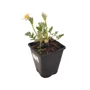 Kép 1/2 - Pulsatilla vulgaris 'Alba' / Fehér virágú kökörcsin