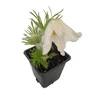 Kép 1/2 - Pulsatilla vulgaris 'Alba' / Fehér virágú kökörcsin