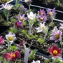 Kép 2/2 - Pulsatilla vulgaris 'Prima Papagena' / Kökörcsin színkeverék