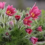 Kép 2/2 - Pulsatilla vulgaris 'Röde Klokke' / Piros virágú kökörcsin